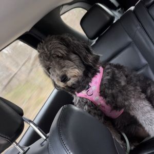 Meet your Posher, Blake